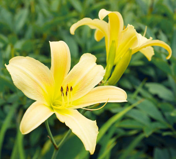 Hemerocallis 'Yellow' Daylily - 5 Gallon