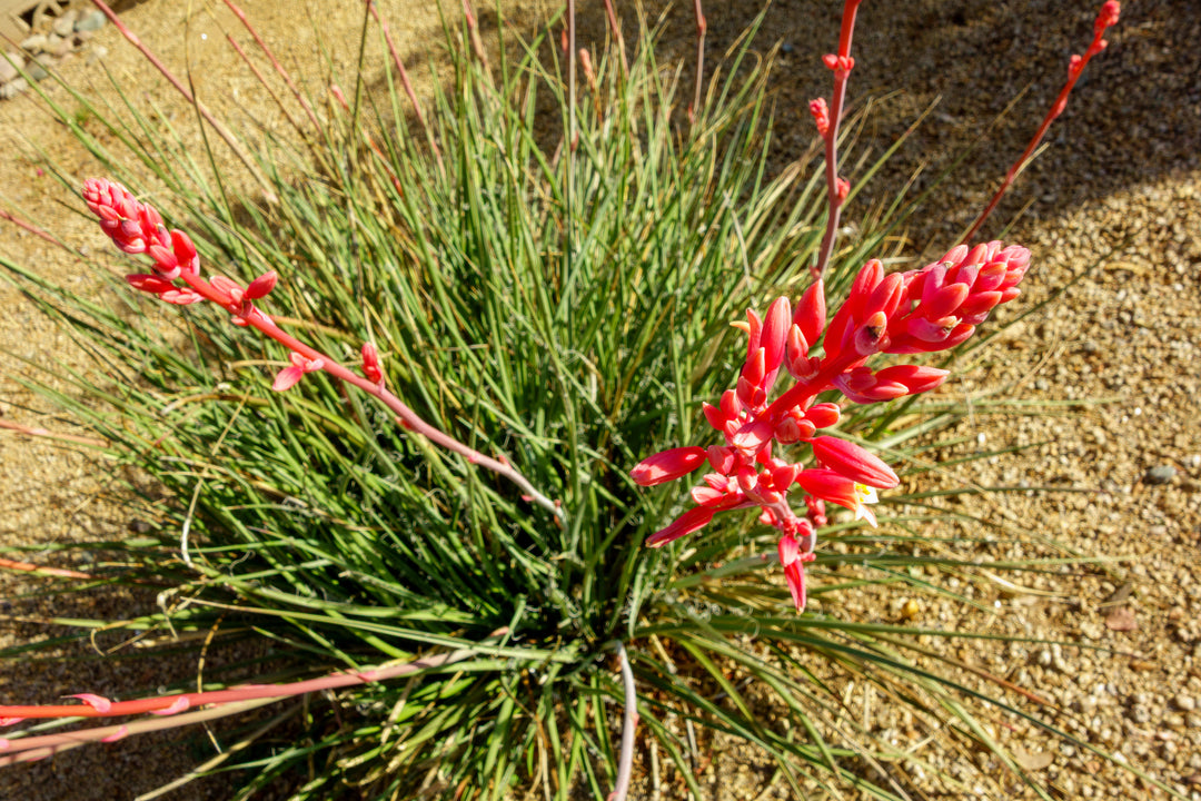 Red Yucca