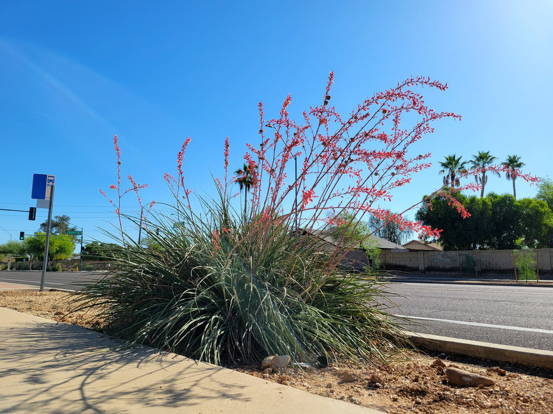 Red Yucca