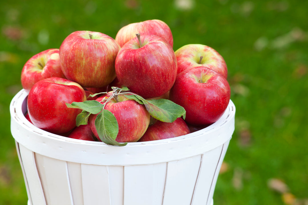 Honeycrisp Apple Tree - 15 Gallon