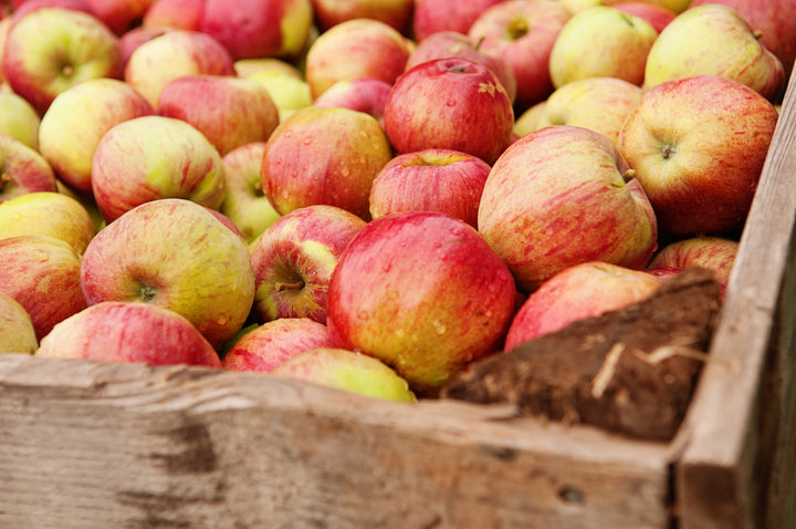 Honeycrisp Apple Tree - 15 Gallon