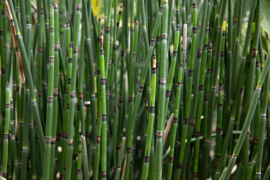 Horsetail Reed Bamboo