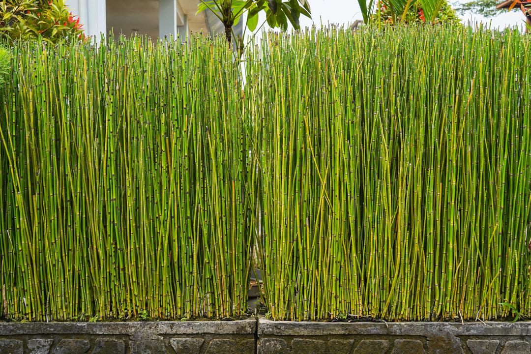 Horsetail Reed Bamboo