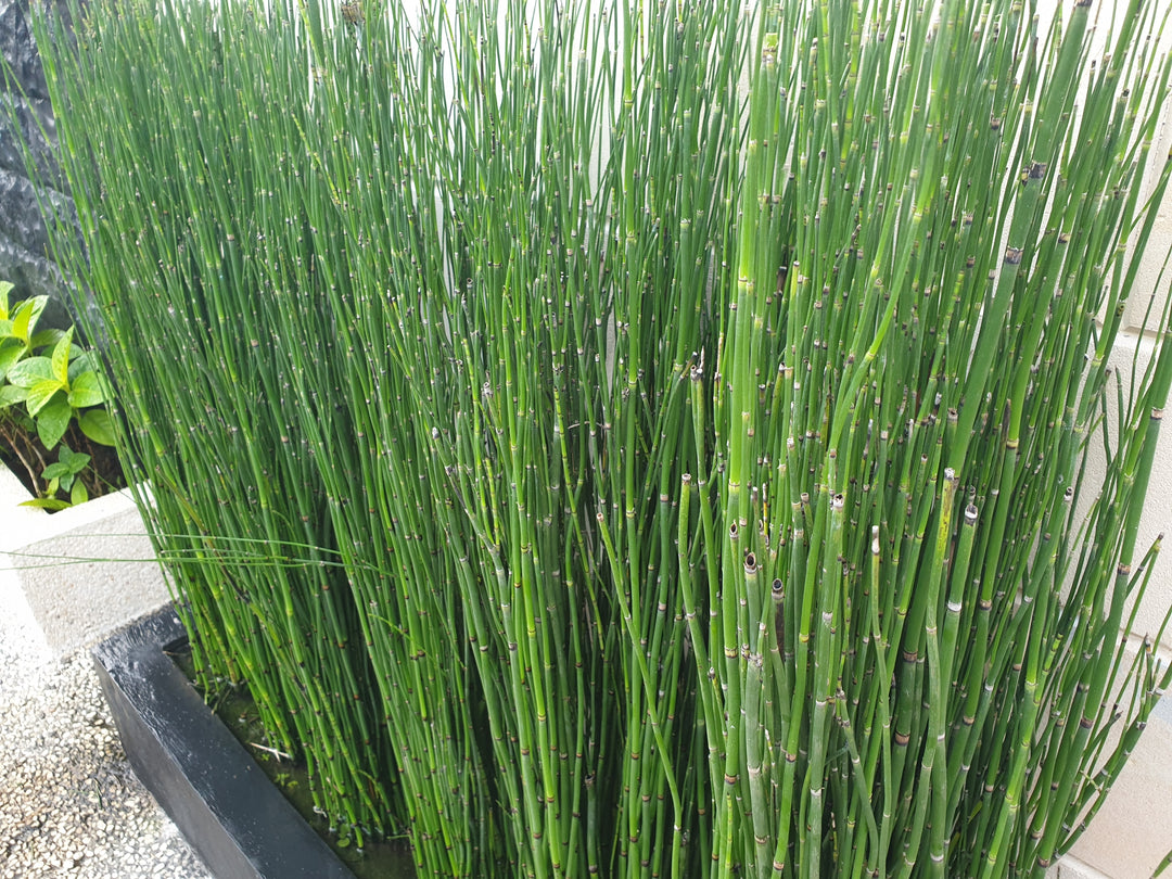 Horsetail Reed Bamboo