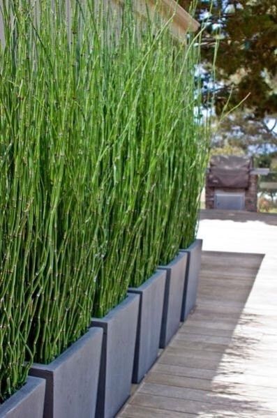 Horsetail Reed Bamboo - 5 Gallon