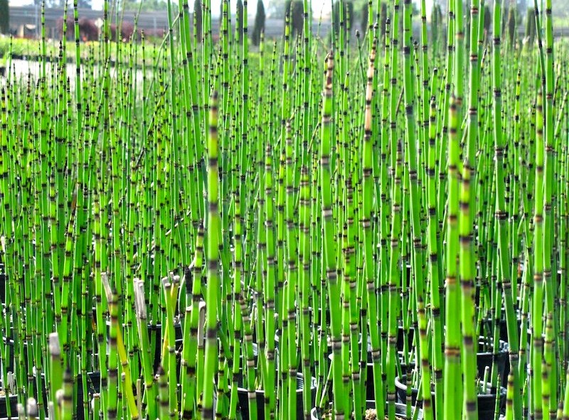 Horsetail Reed Bamboo - 5 Gallon