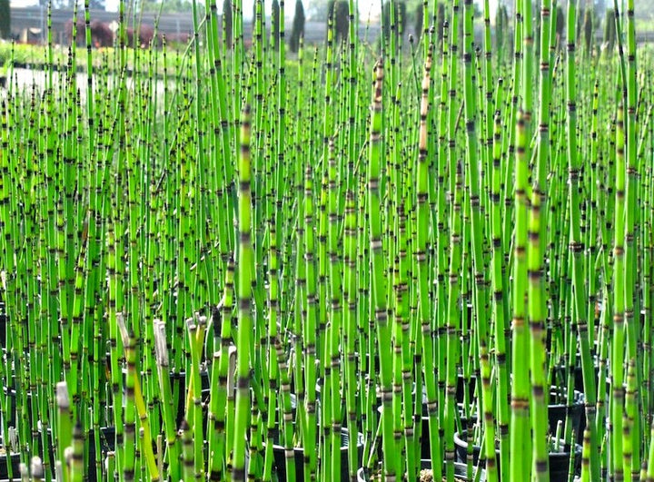 Horsetail Reed Bamboo - 5 Gallon