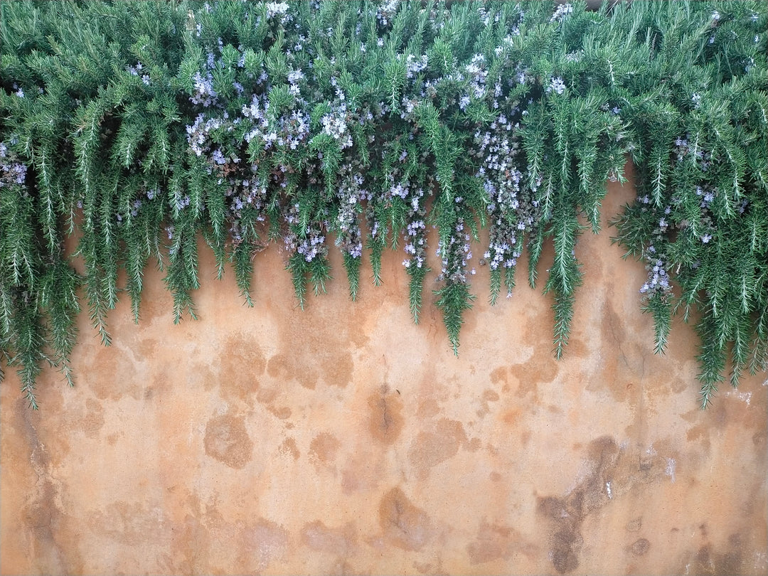 Huntington Carpet Rosemary - 1 Gallon