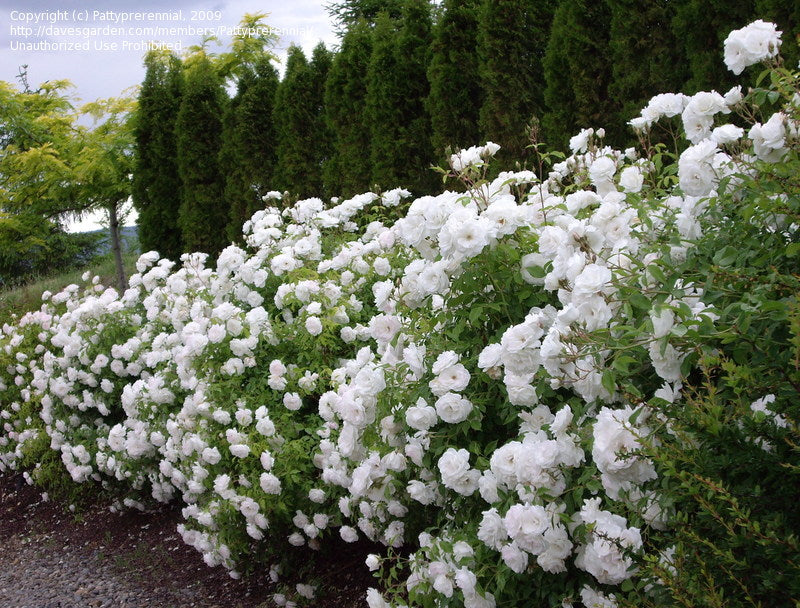 White Iceberg Rose Bush - 5 Gallon