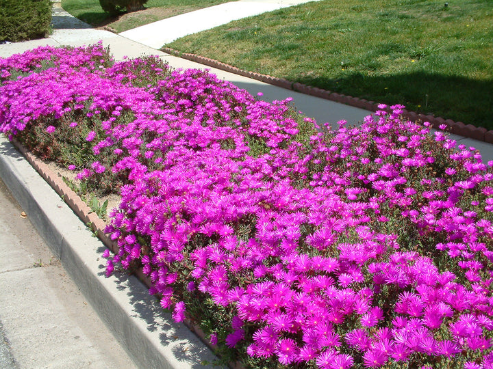 Rose Pink Trailing Ice Plant - Flat