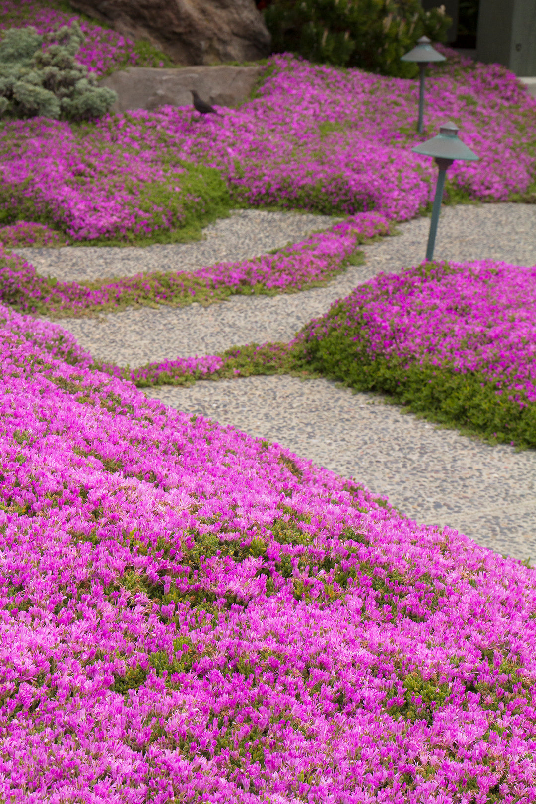 Pink Trailing Ice Plant - Flat