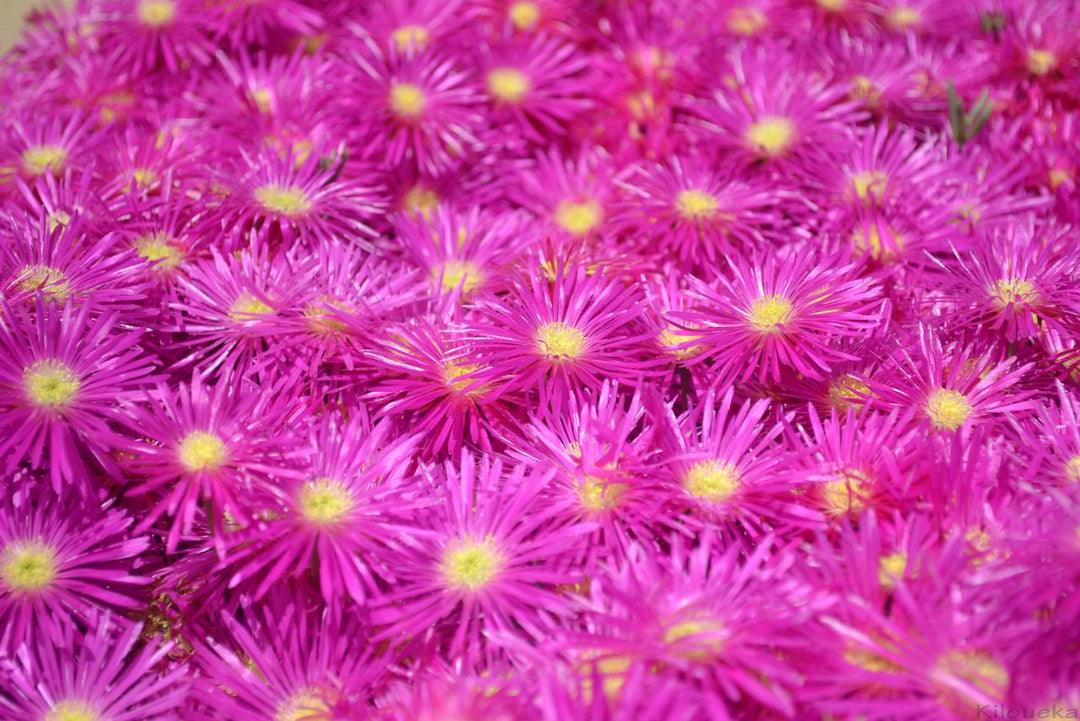 Rose Pink Trailing Ice Plant - Flat
