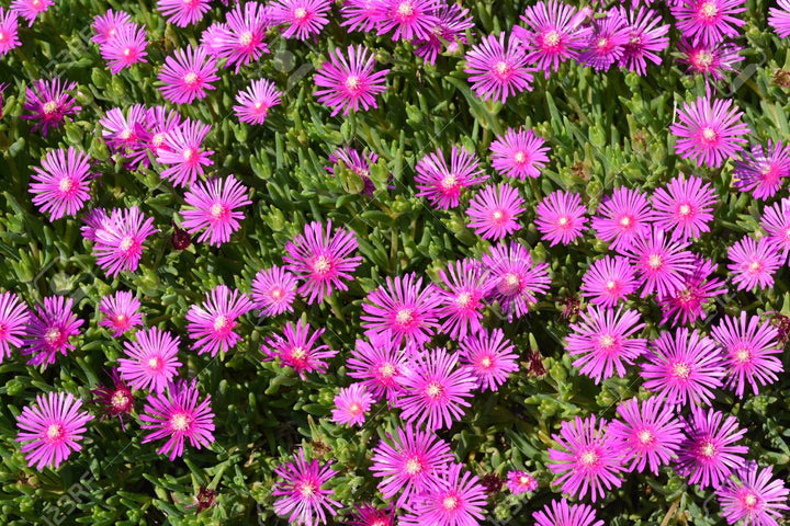 Pink Trailing Ice Plant - Flat