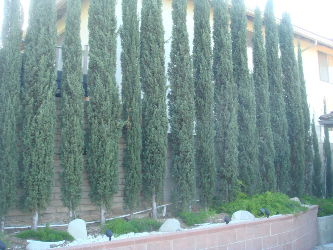 Italian Cypress - 15 Gallon