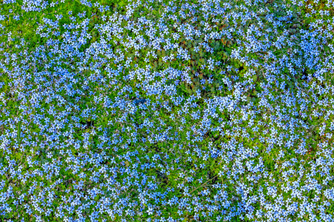 Isotoma Blue - Flat