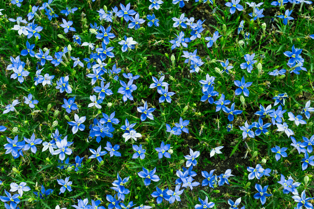 Isotoma Blue - Flat