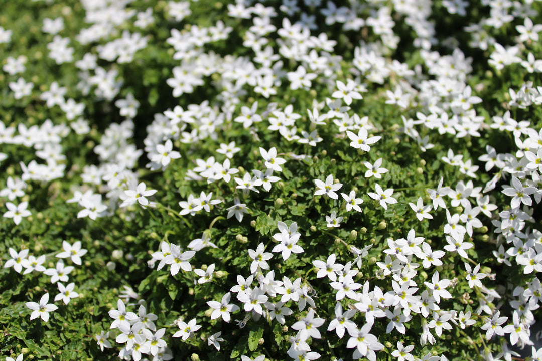 Isotoma White - Flat