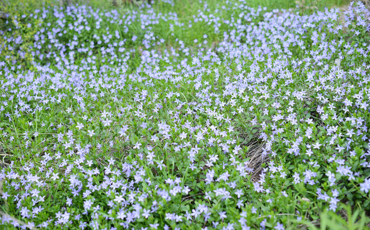 Isotoma Blue - Flat