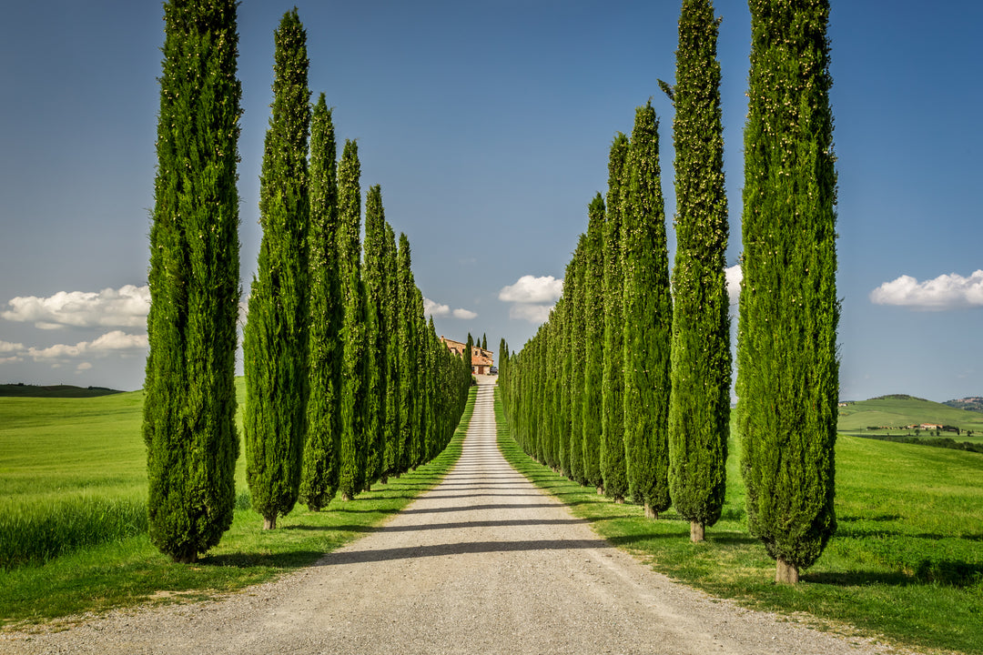 Italian Cypress - 15 Gallon