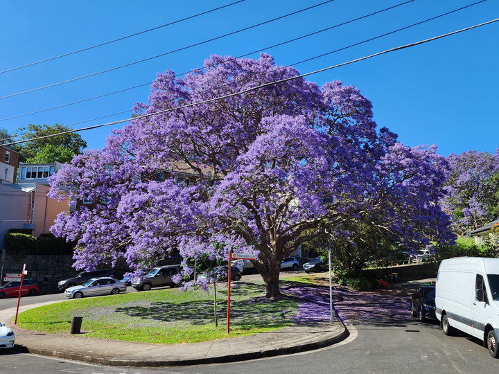 Jacaranda Tree