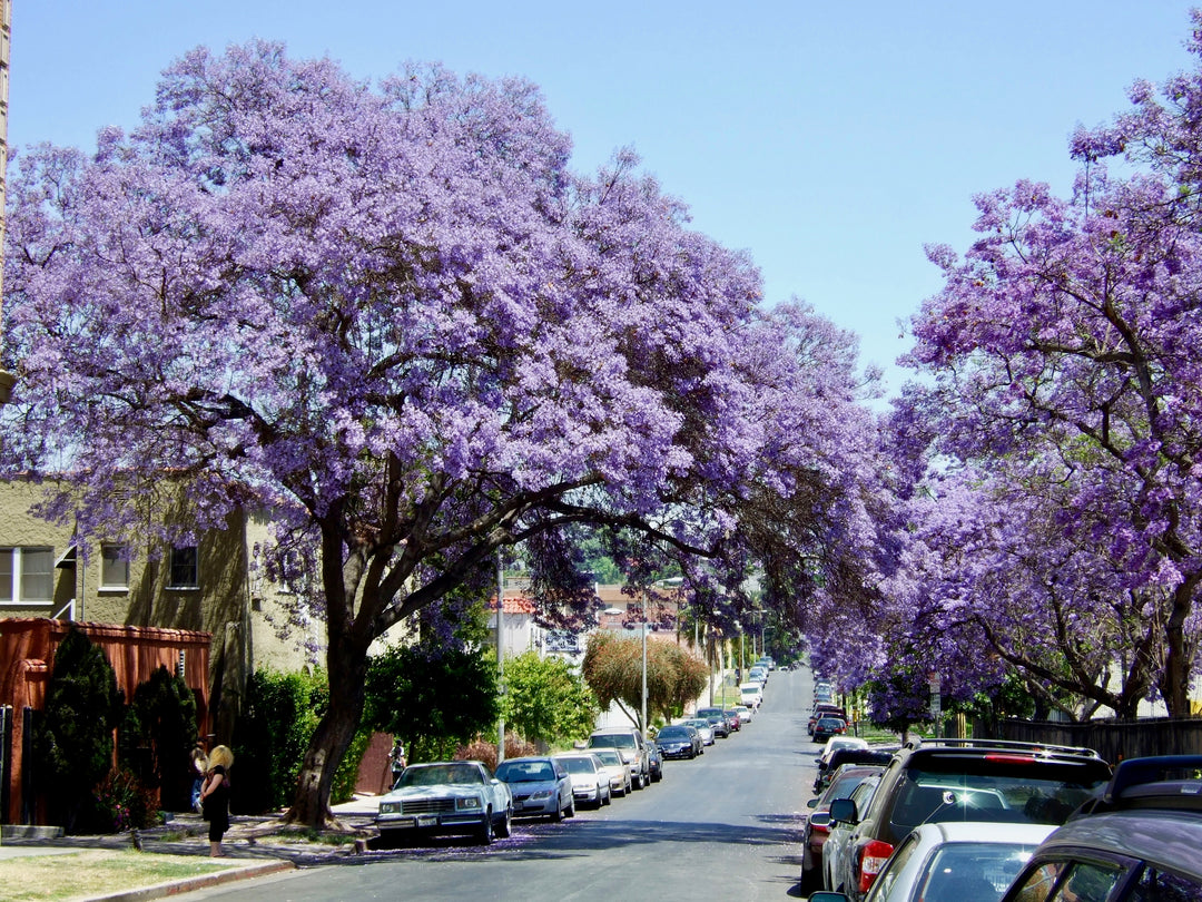 Jacaranda Tree