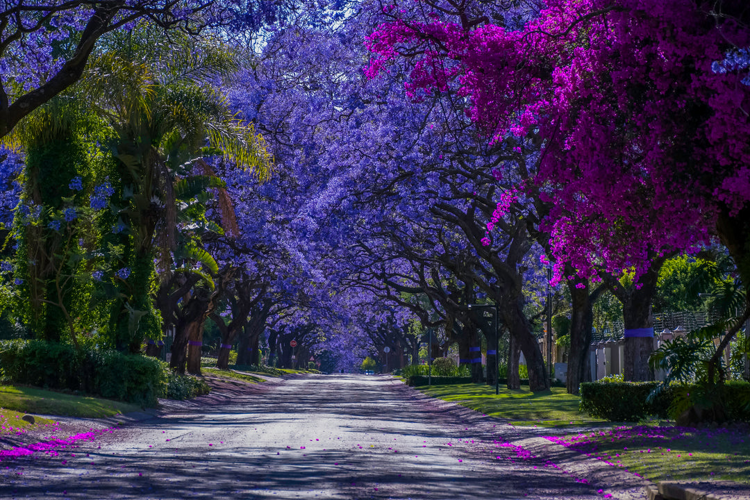 Jacaranda Tree
