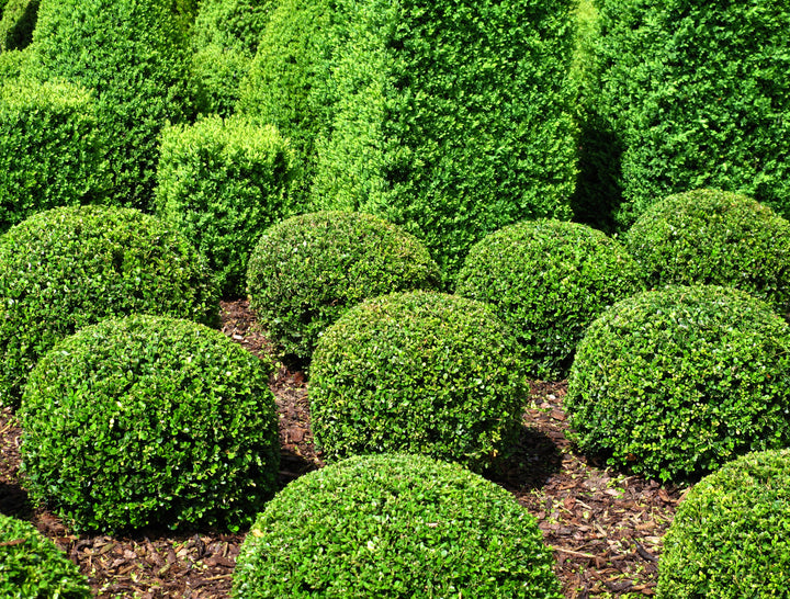 Japanese Boxwood - 24" Box Globe