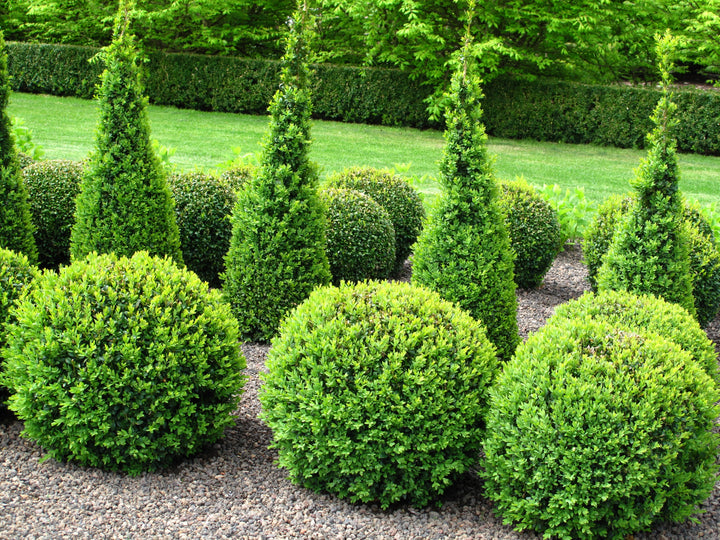 Japanese Boxwood - 24" Box Globe