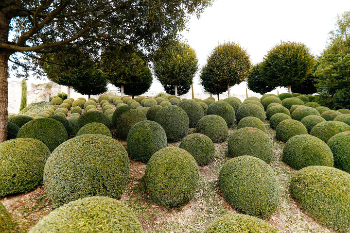 Japanese Boxwood - 24" Box Globe