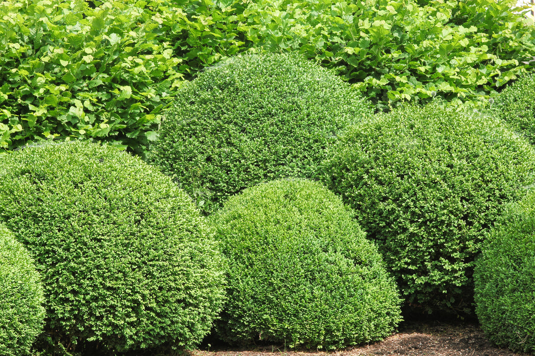 Japanese Boxwood - 24" Box Globe