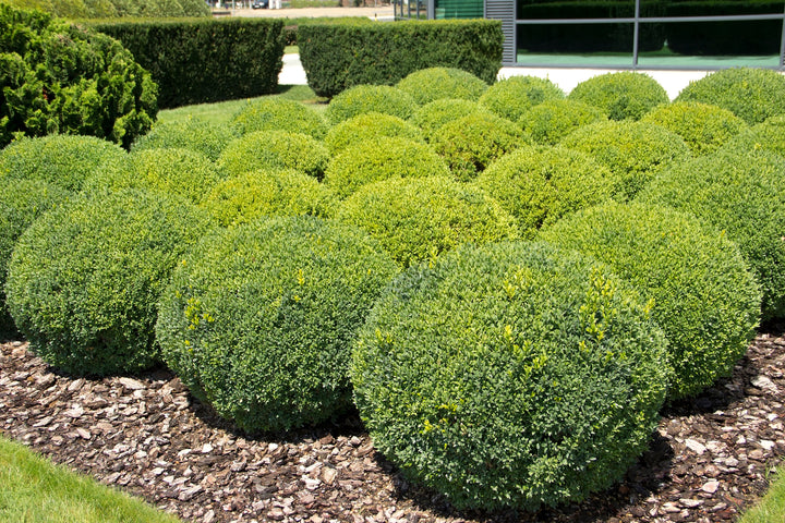 Japenese Boxwood 'Winter Gem' - 15 Gallon Globe