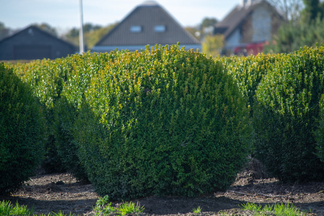 Japenese Boxwood 'Winter Gem' - 15 Gallon Globe