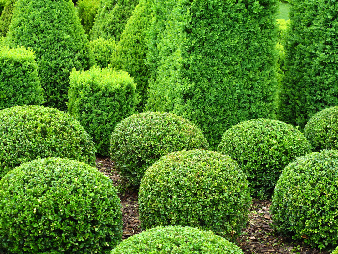 Japenese Boxwood 'Winter Gem' - 15 Gallon Globe