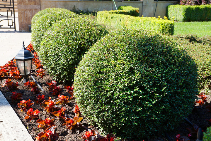 Japenese Boxwood 'Winter Gem' - 15 Gallon Globe