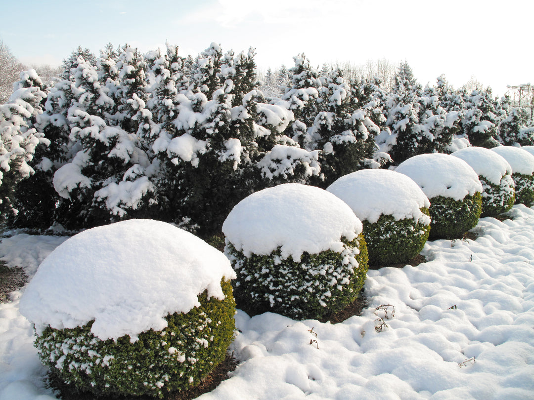 Japenese Boxwood 'Winter Gem' - 15 Gallon Globe