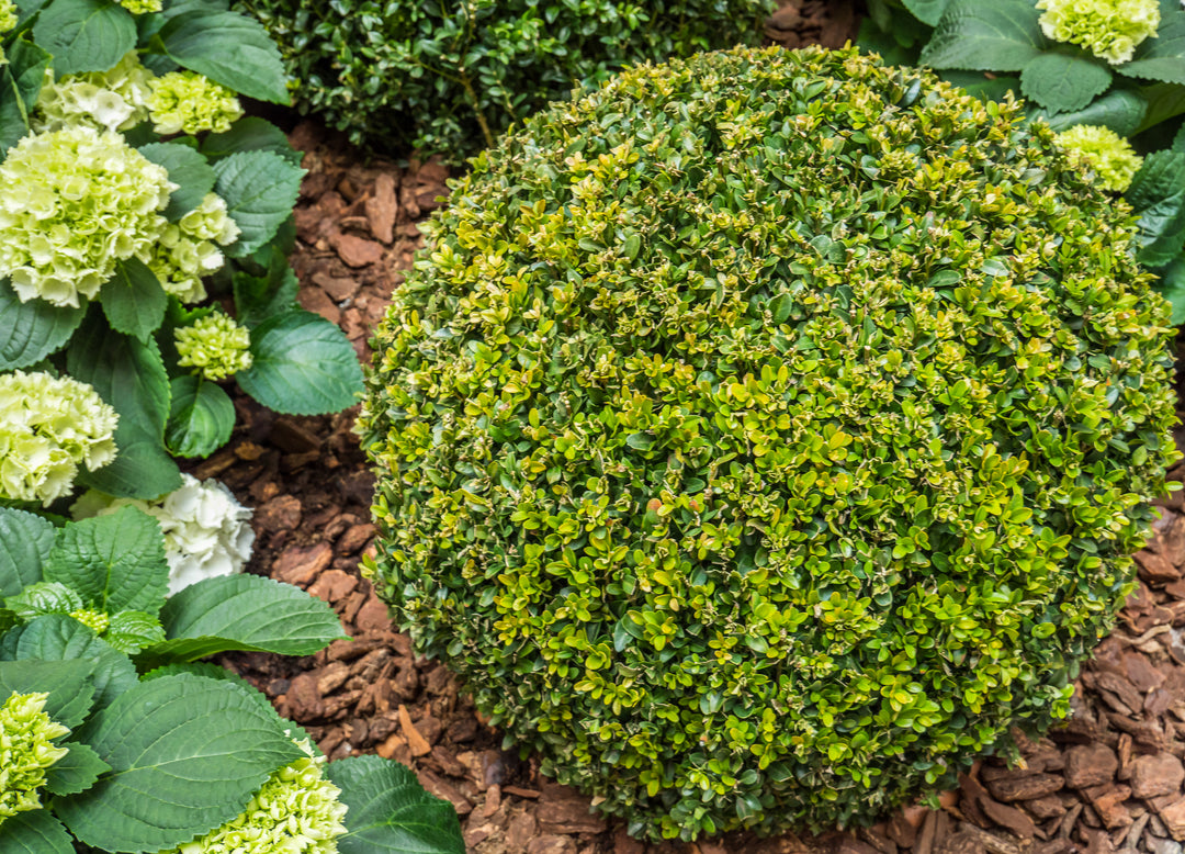 Japenese Boxwood 'Winter Gem' - 15 Gallon Globe