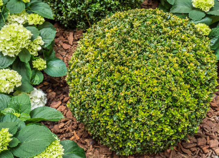 Japenese Boxwood 'Winter Gem' - 15 Gallon Globe