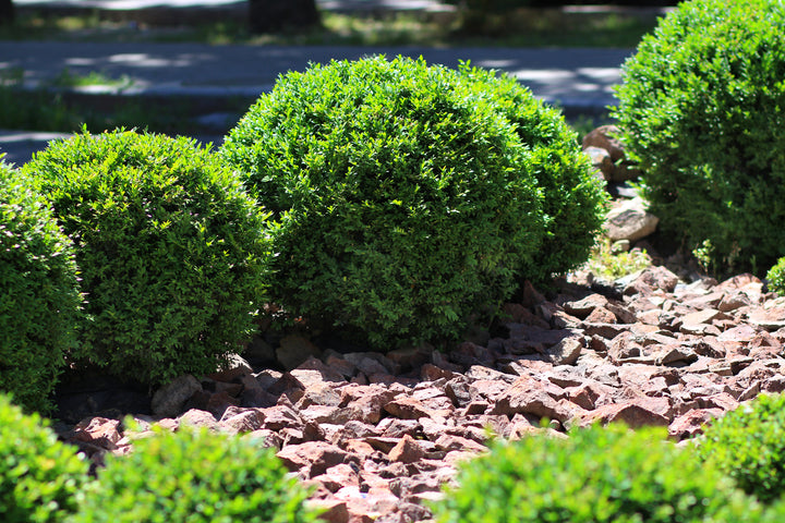 Japenese Boxwood 'Winter Gem' - 15 Gallon Globe