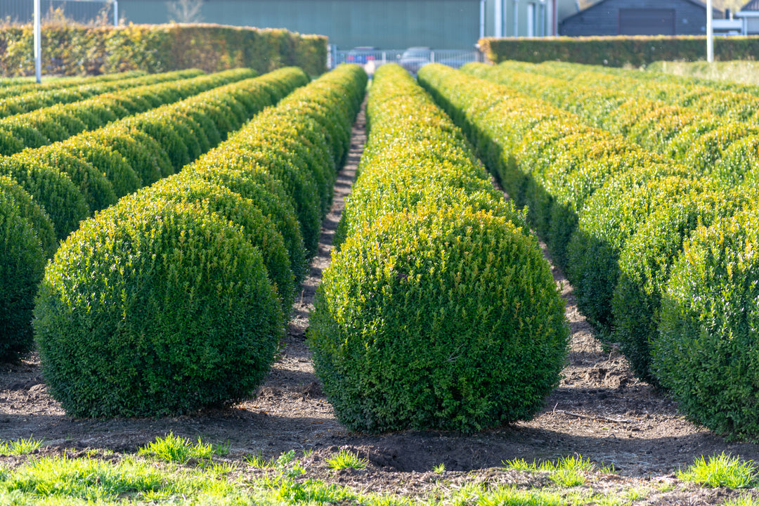 Japenese Boxwood 'Winter Gem' - 15 Gallon Globe