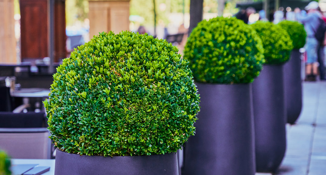 Japenese Boxwood 'Winter Gem' - 15 Gallon Globe
