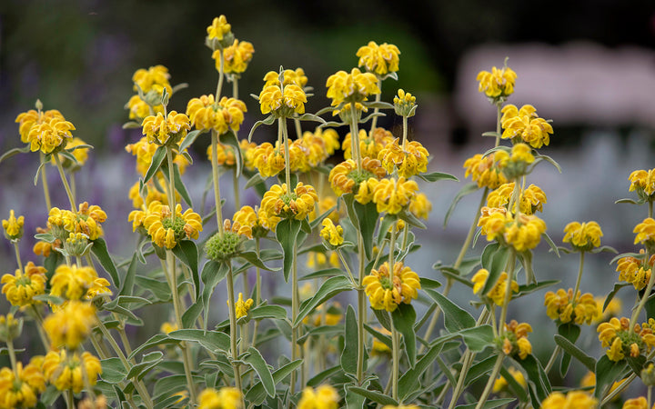 Jerusalem Sage - 5 Gallon