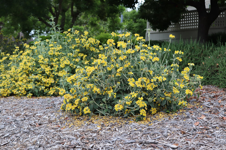 Jerusalem Sage - 5 Gallon