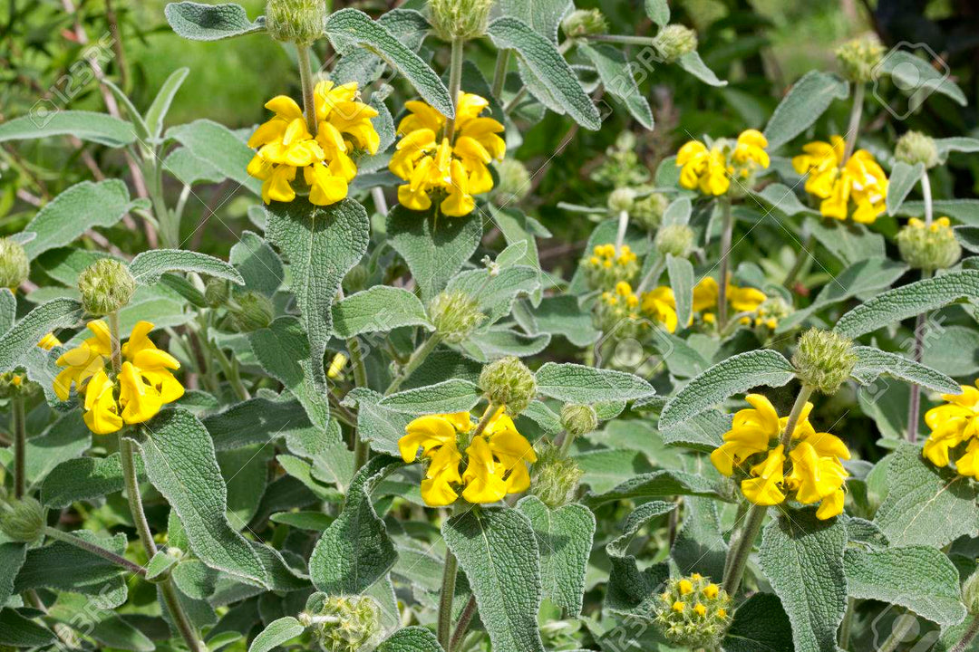Jerusalem Sage - 5 Gallon