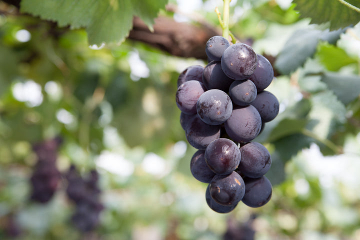 Kyoho Table Grape Vine - 5 Gallon