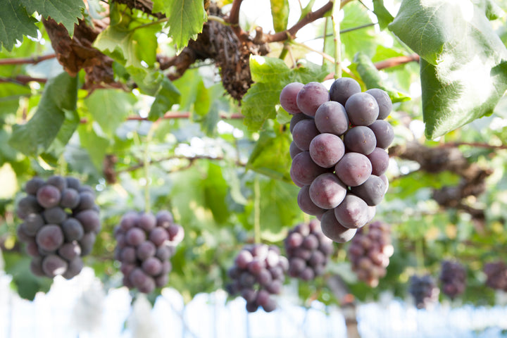 Kyoho Table Grape Vine - 5 Gallon