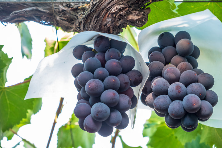 Kyoho Table Grape Vine - 5 Gallon