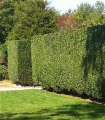 Wax Leaf Privet  - 15 Gallon Staked