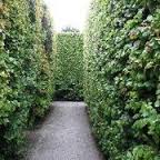 Wax Leaf Privet  - 15 Gallon Staked