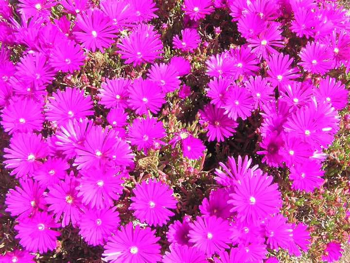 Productus Purple Ice Plant - Flat