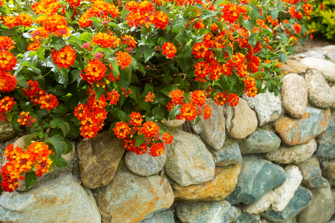 Lantana Radiation Bush - 5 Gallon
